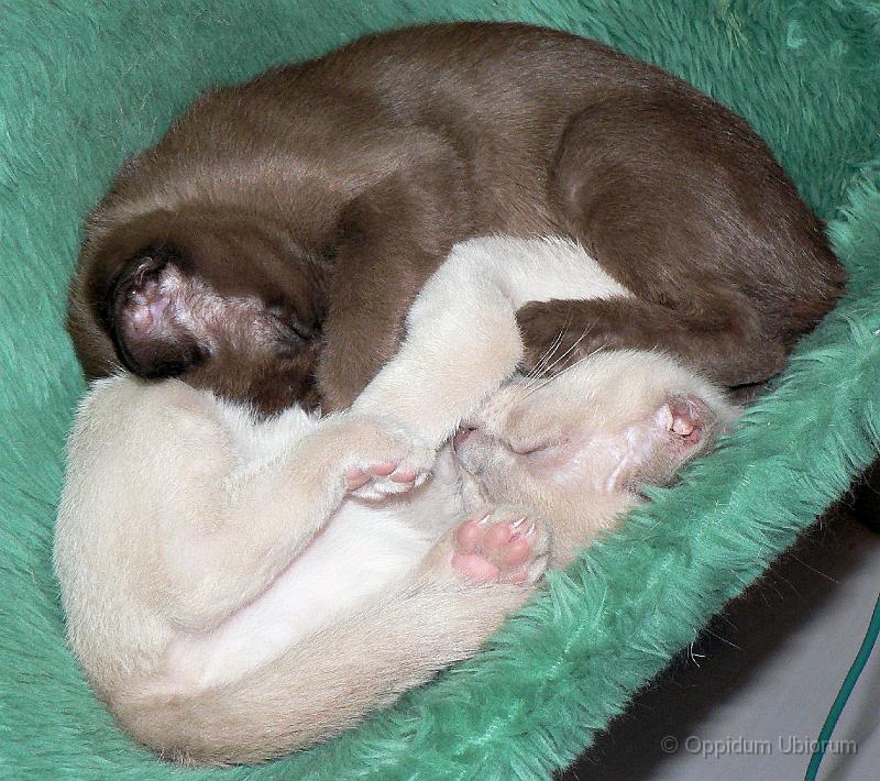 P1100021 yin en yang .jpg